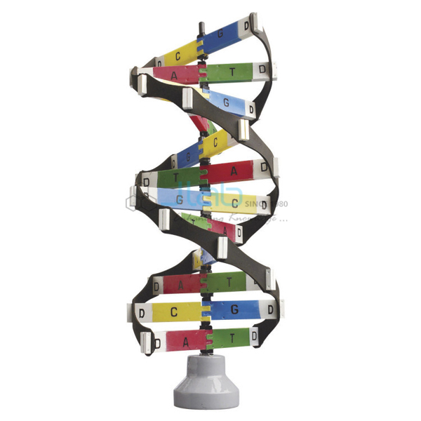 DNA Activity Model