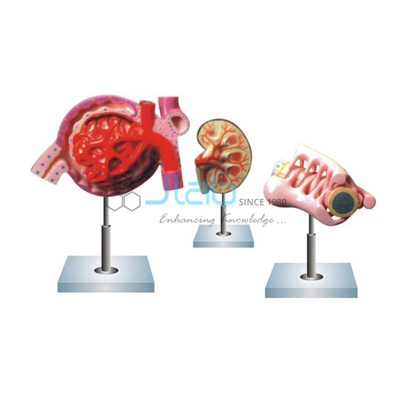 Nephron Kidney Globule