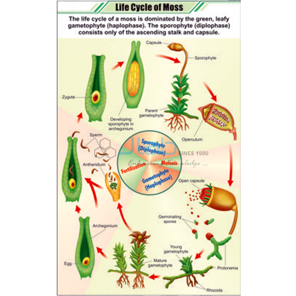 Life Cycle of Moss Chart