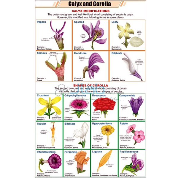 Calyx and Corolla Chart