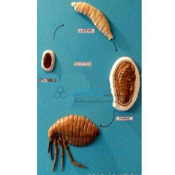 Life Cycle of Rat Fly Model