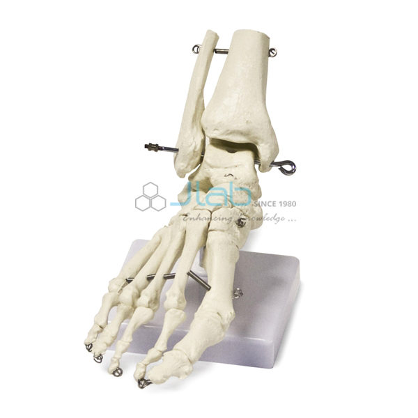 Foot Skeleton Model