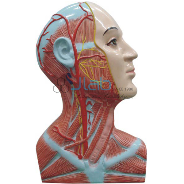 A Dissection of the Right Side of the Neck