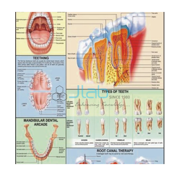 Human Teeth Chart