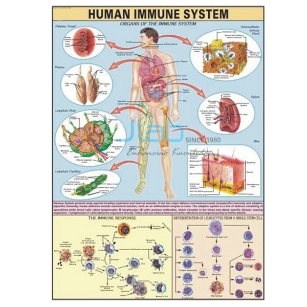 Human Immune System Chart