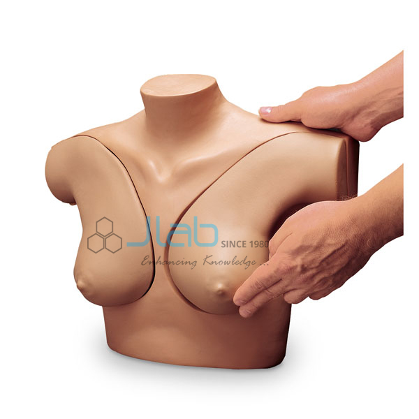 Breast Examination Model