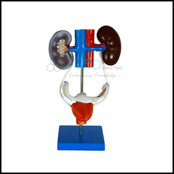 Male Urogenital System