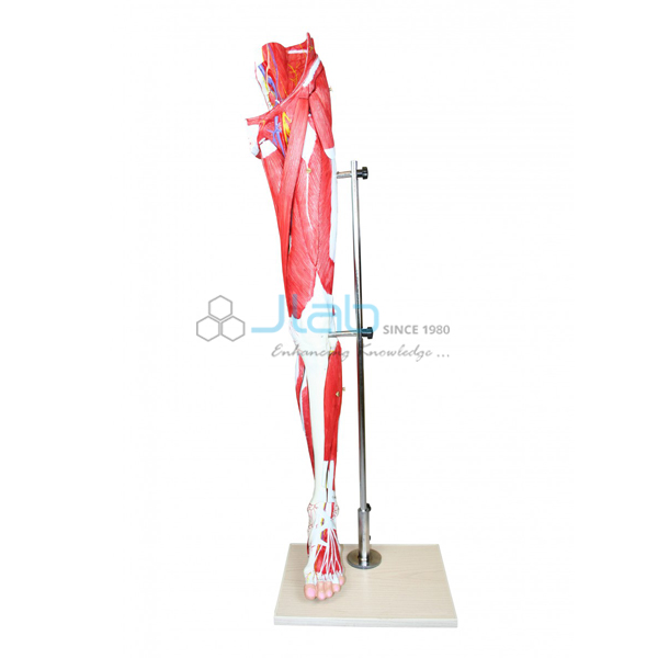 Muscles of Human Leg Model