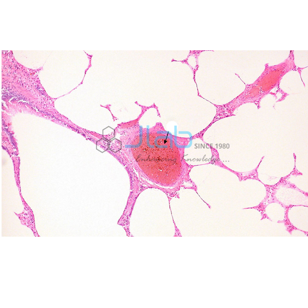 Histology Capillary Prepared Slide