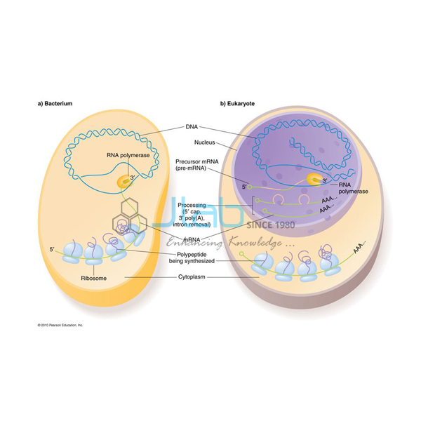 Comparison of Prokaryotic and Eukaryotic Cells Model