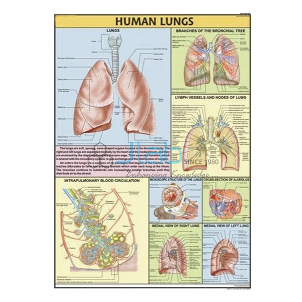 Human Lungs Chart