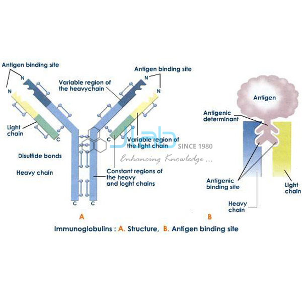 Immunoglobulin Structure and Functions Model