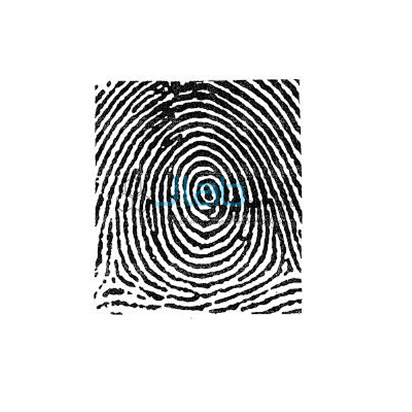 Fingerprint Whorl Model