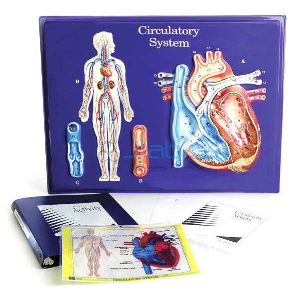 Circulatory System Model