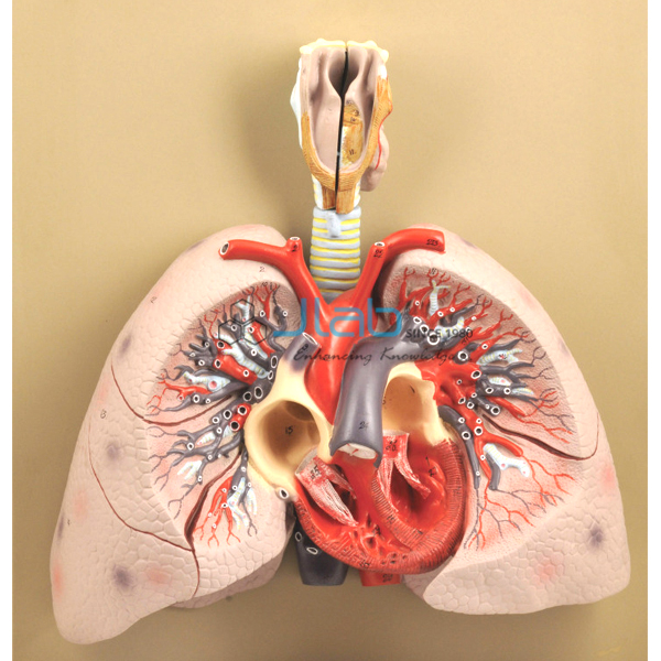 Heart Model with Lungs and Larynx