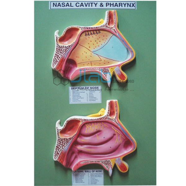 Nasal Cavity and Pharynx