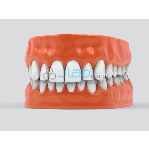 Human Teeth Model