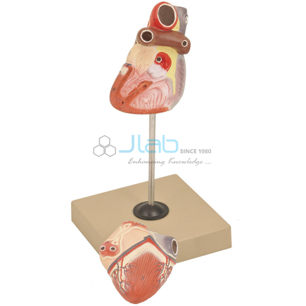 Heart Model 2 parts