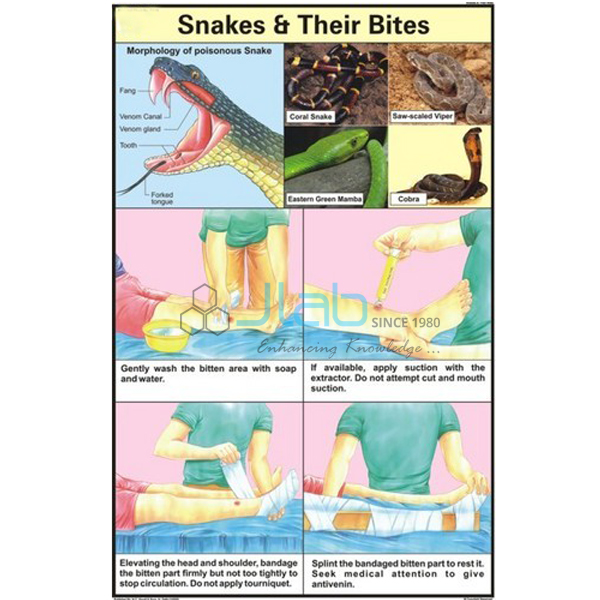 Snake Anatomy Chart