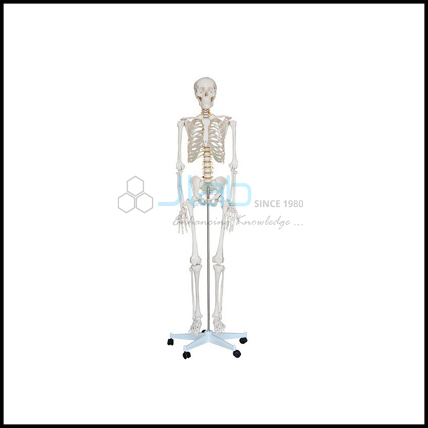 Mini Human Skeleton 42cm