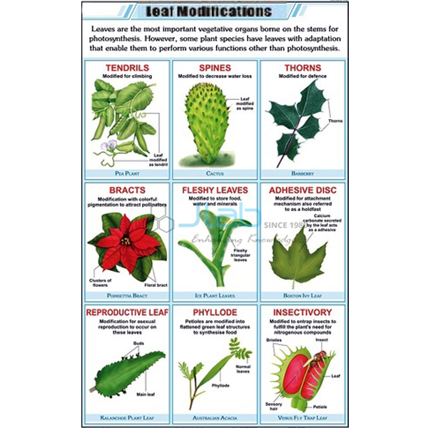 Leaf Modification Chart