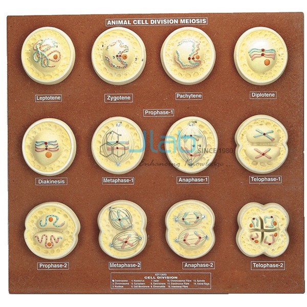 Meiosis Model