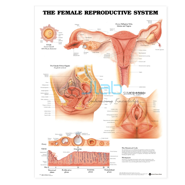 Reproductive Chart (Female)