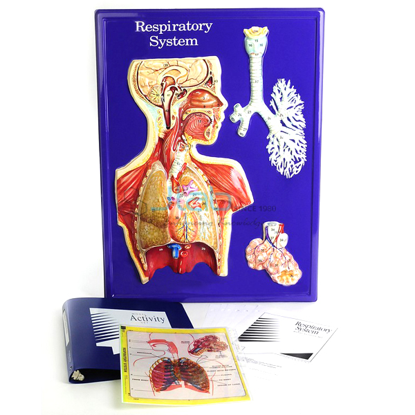 Respiratory System Model