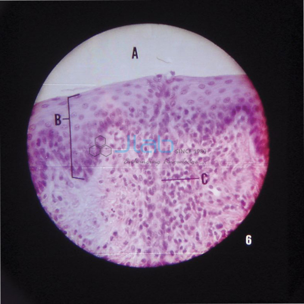 Microslide Animal Tissue Epithelium & Cartilage
