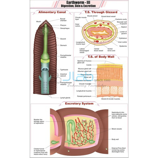 Earthworm - III Digestion, Skin and Excretion Chart