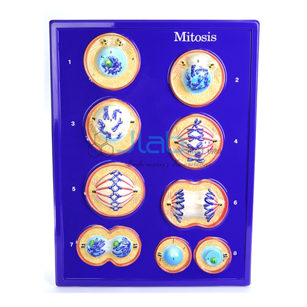 Mitosis Model