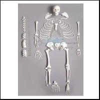 Deluxe Human Disarticulated Skeleton