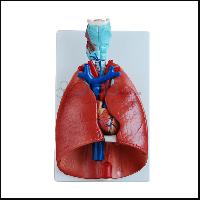 Lungs with Heart Models