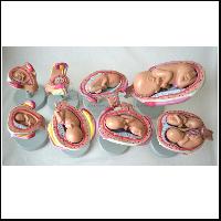 Fetal Development Set Model