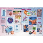 Viruses and Bacteria Poster