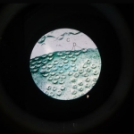 Microslide the Cell Nucleus
