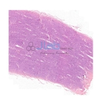 Histology Artery Prepared Slide