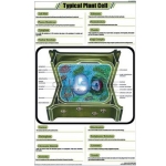 Typical Plant Cell Chart