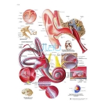 Human Ear Chart