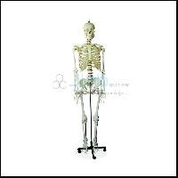 Human Skeleton Medium Tall 85cm