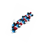 Alpha Helix Molecular Model Kit