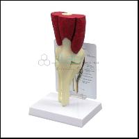 Mini Knee Joint Model