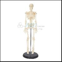 Mini Skeleton Model