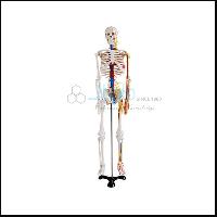 Human Skeleton with Nerves and Blood Vessels Tall 85cm