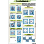 Plant Cell Meiosis Chart