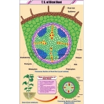 T.S. of Dicot Root Chart