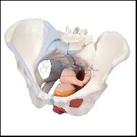 Female Pelvic Muscles and Organs