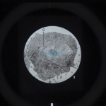 Ultra Structure of Animal Cells Microslide