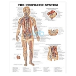 Lymphatic System Chart