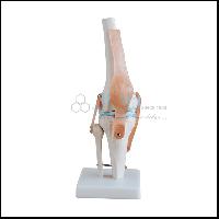 Knee Joint Model